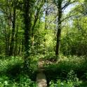 Groene Woud