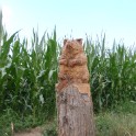 Pieterpad